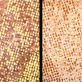 Bild 029 - How The Honey Flowed