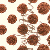 Ursus - Bild 177: Signora Tartufo; Detail